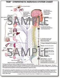 chart-and-posters